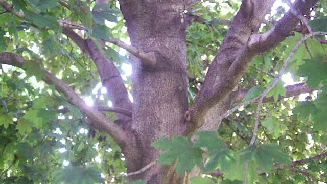 Ivan the squirrel coming out of the tree to its friend