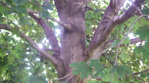 Ivan the squirrel coming out of the tree to its friend