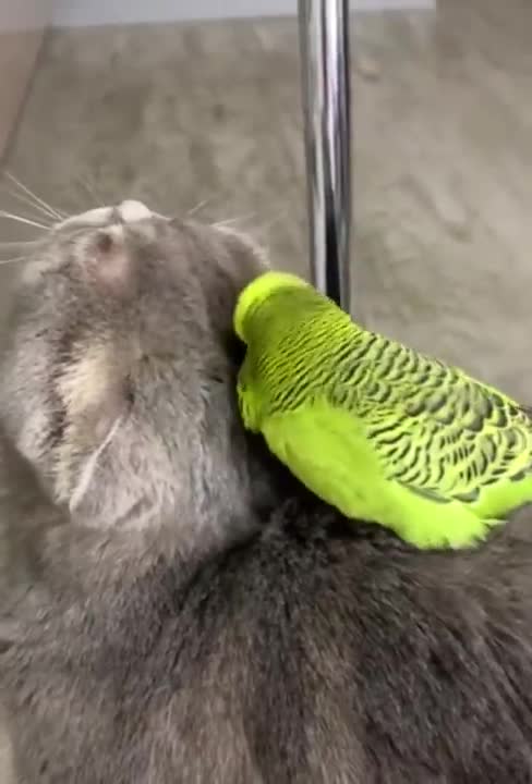 funny parrot helping his cat friend to clean up