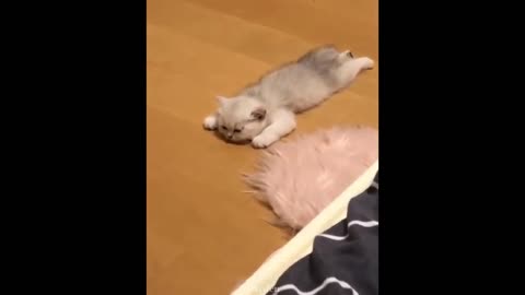 Best Funny Pet Videos Of The Month - Dogs 🐶 And Cats 😹 Doing Cute Things # 05