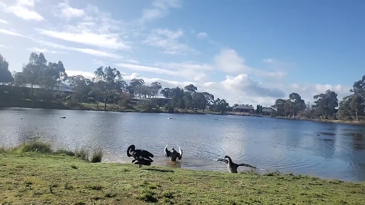 Grace of the swans