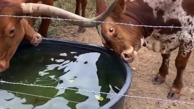 Check these cows that whatever they do when drinking water