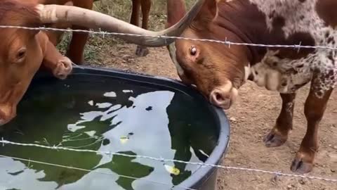 Check these cows that whatever they do when drinking water