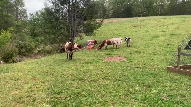 Sorry to interrupt your Pineywoods party!!!