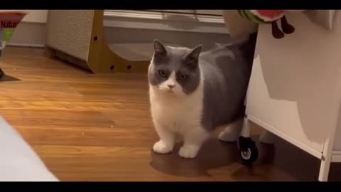 funny cat