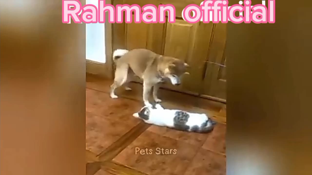 FUNNIEST ANIMALS 2024 🐈🐕‍🦺BEST FUNNY VIDEOS 😂