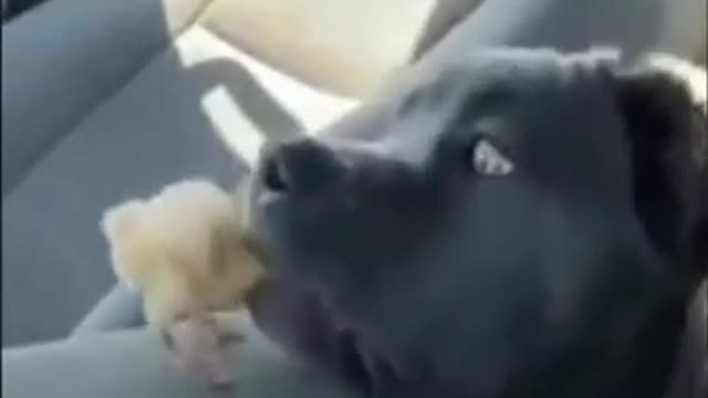 Chick Disturbing Dog Funny