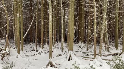 Mirkwood in the snow?