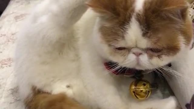 Doby's pet cat makes my mood very happy