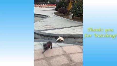 Wow So Cute ♡ Best Funny Cats and Dogs 2020-2021