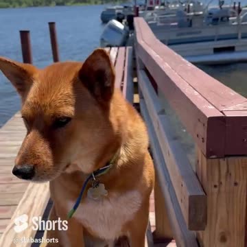Puppy on the Dock of the Bay