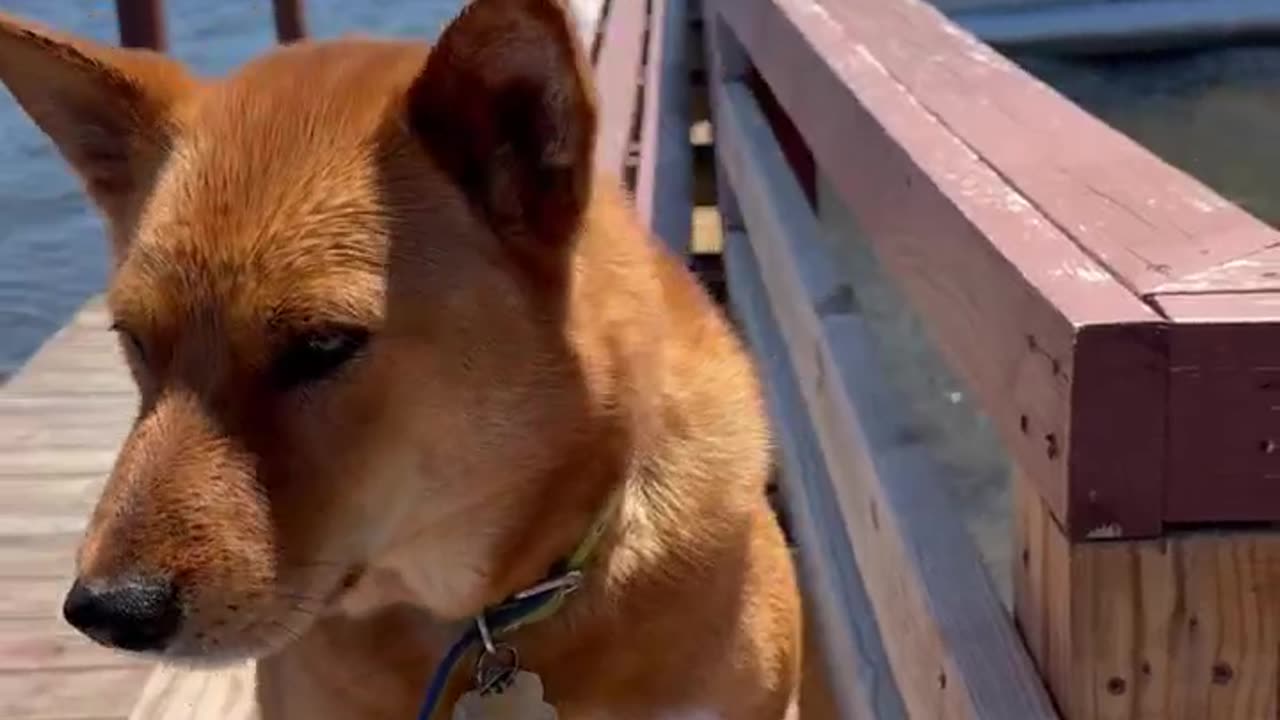 Puppy on the Dock of the Bay