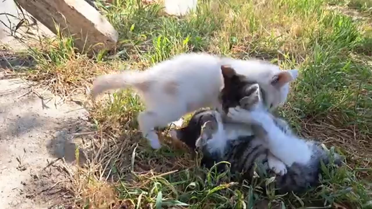 Little kittens are fighting. Cute kittens are playing