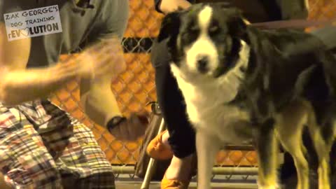 0:13 / 5:56 Dog Training 101: How to Train ANY DOG the Basics