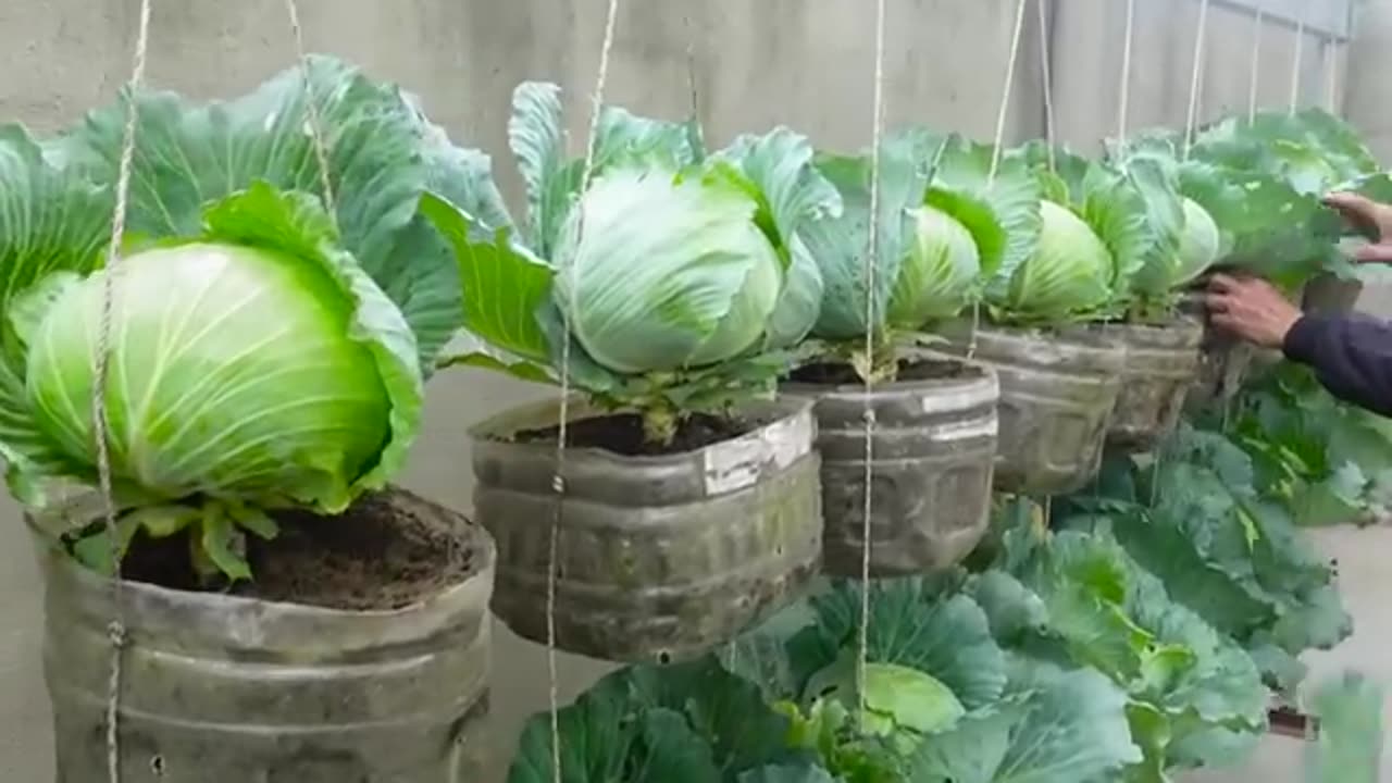 Growing CABBAGE in Plastic bottles.