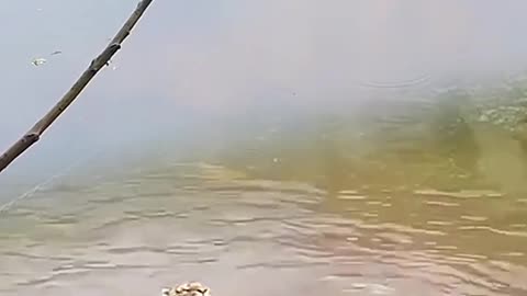 Animals video