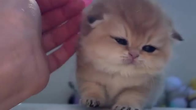 Cute cat beautyful