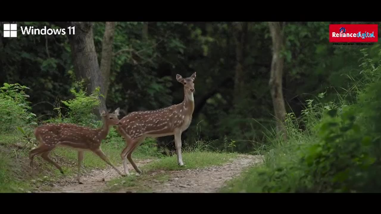 Deer, Wildlife