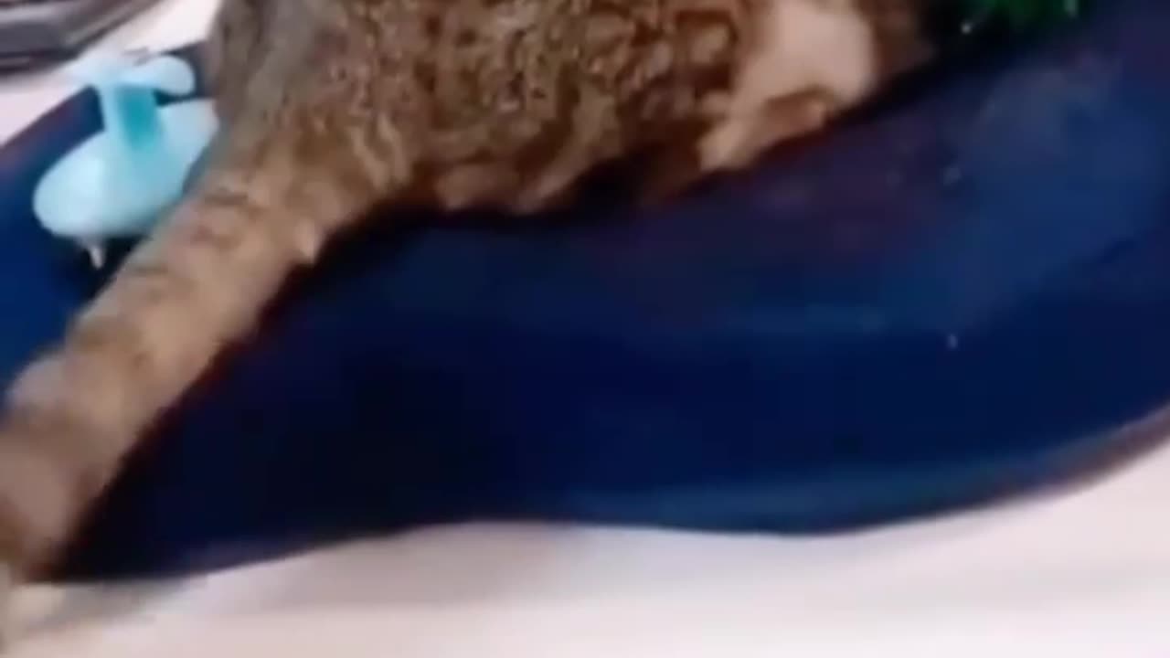 Meowwwk sene ell Kungfu