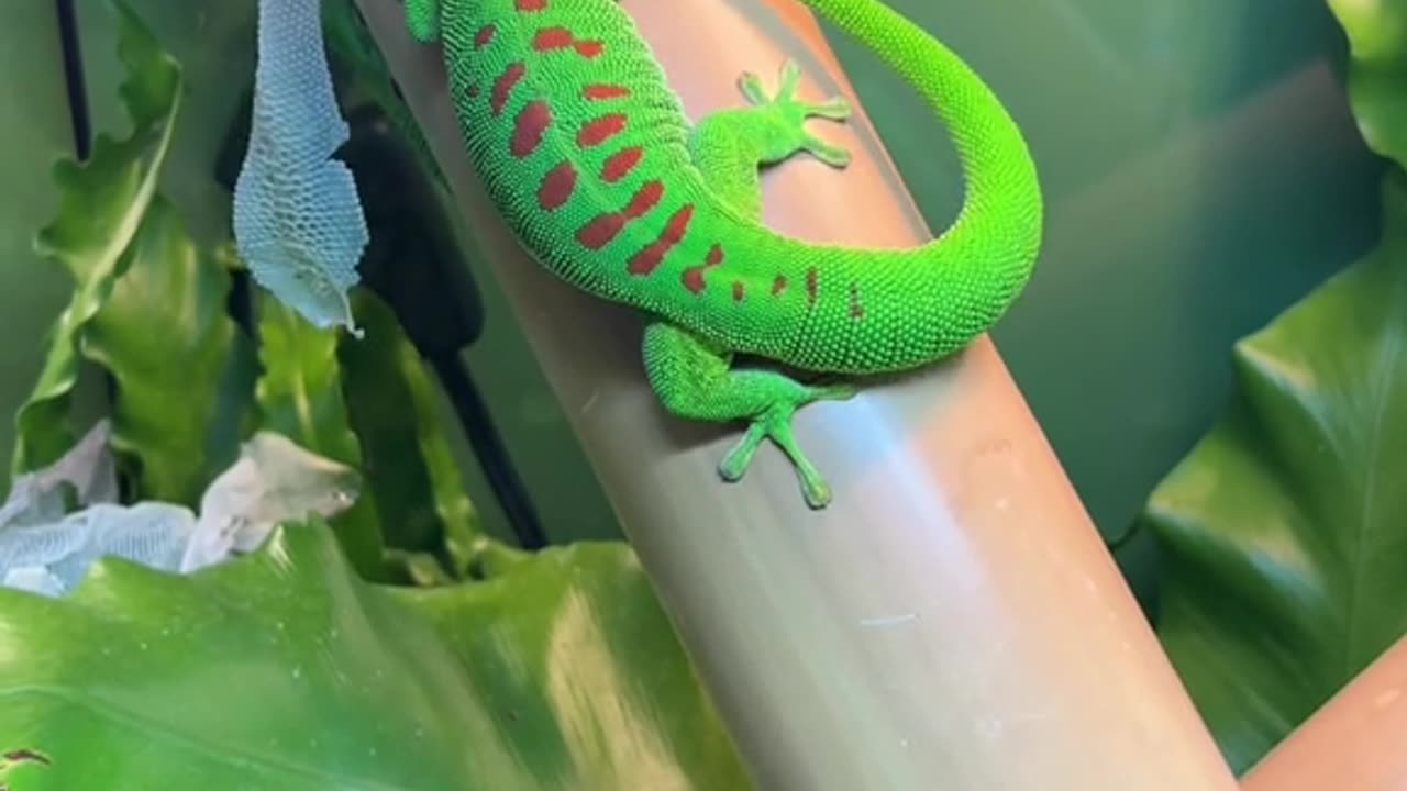 Lizard 🦎🦎😱😱