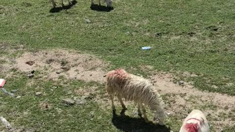 flock of sheep and early grass patches