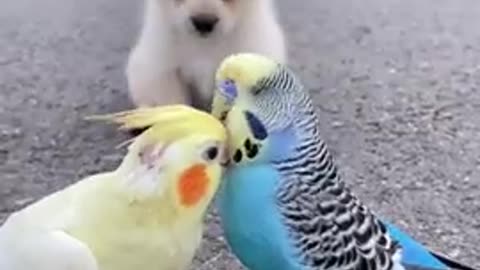 Funny Animal Videos - Awesome Funny Pet Animals | Cute Animals | Super Funny Dog Videos