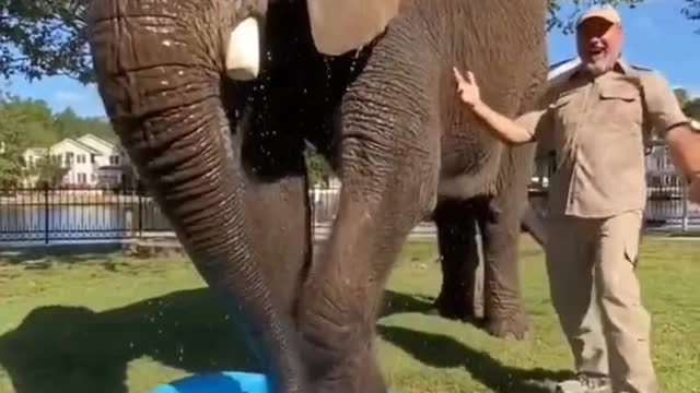 How Elephants Cool Down