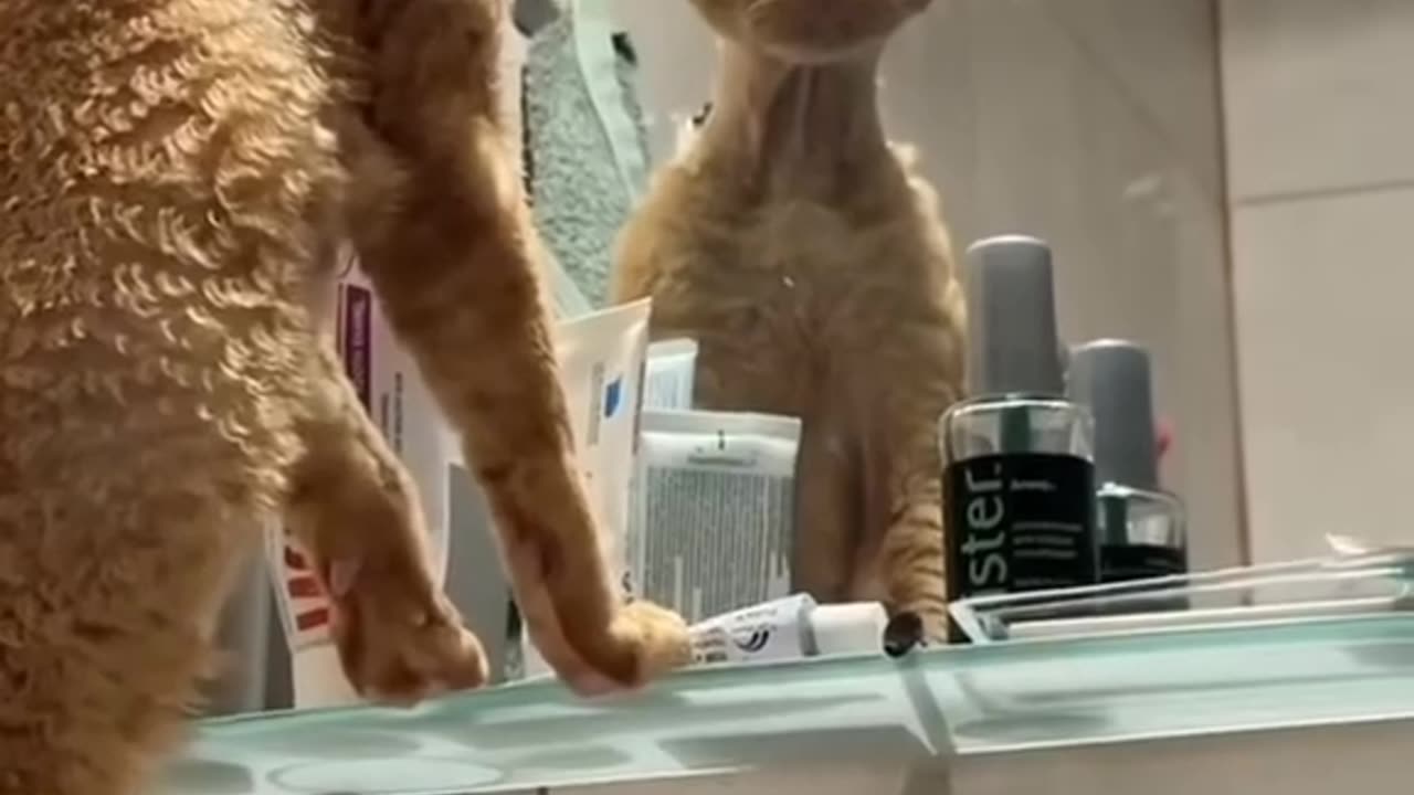 Funny Cat Looking glass