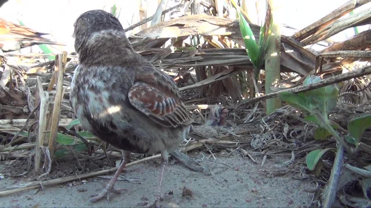 Chestnut-backed Sparrowlark Eremopterix leucotis chattering call