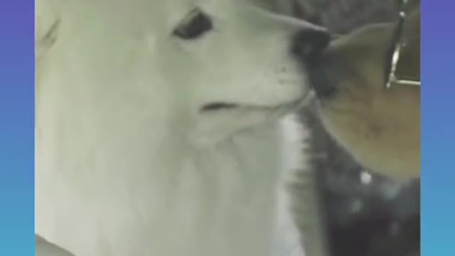 Samart dog video