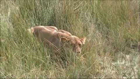 WORLD’S_FASTEST_ANIMALS_FAIL!_Grant’s_Gazzele_Take_Down_Cheetah_With_Horns,_Lion_Hunt_Imapala_Fail