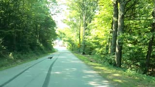 Turkeys Crossing