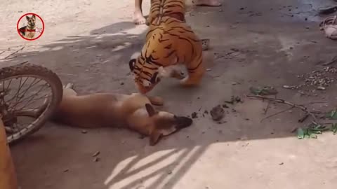 the jaguar will catch the dog