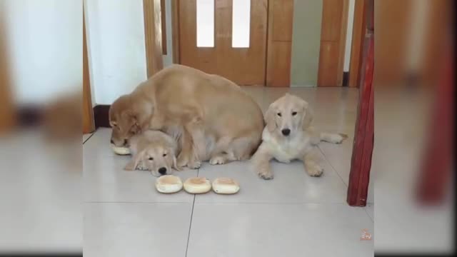 Baby Dogs - Cute and Funny Dog Videos Compilation