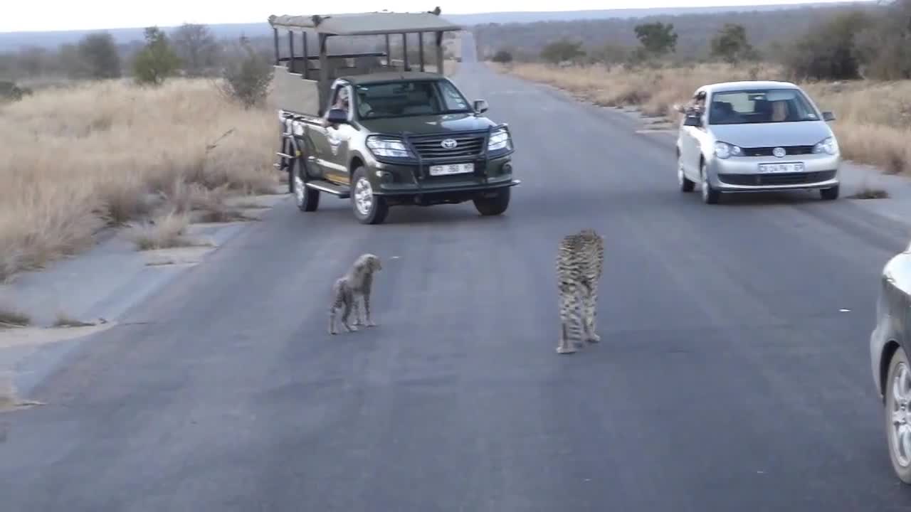 Cheetah + Baby Go for a Walk