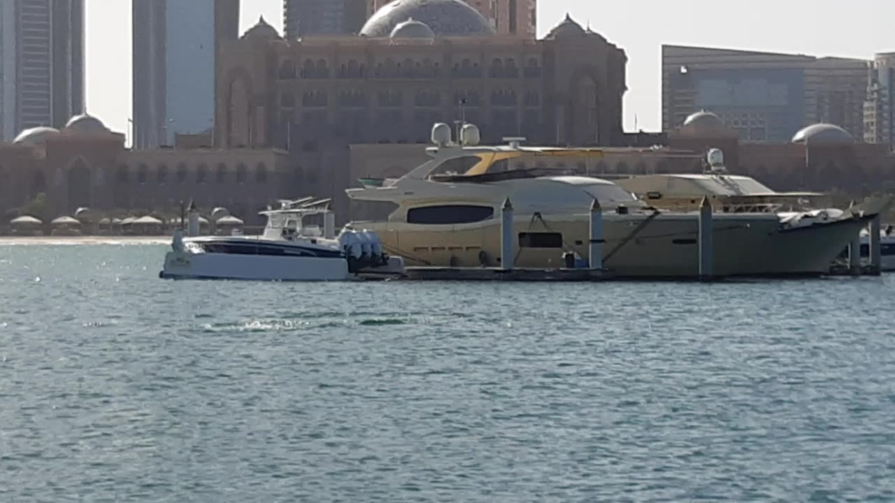 Dolphins inside the marina