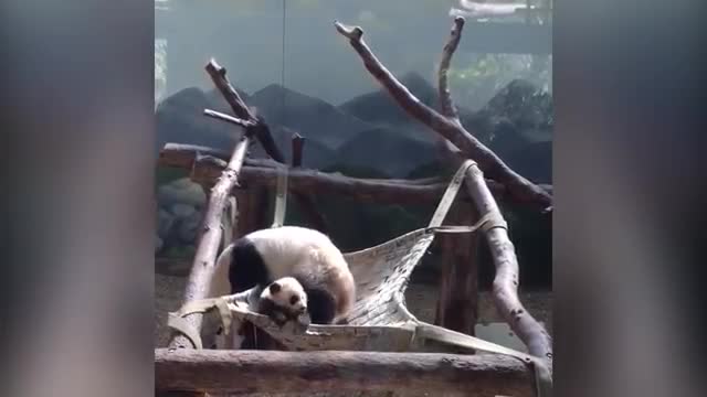 TRY NOT TO LAUGH!! FUNNIEST PANDA VIDEO COMPILATION