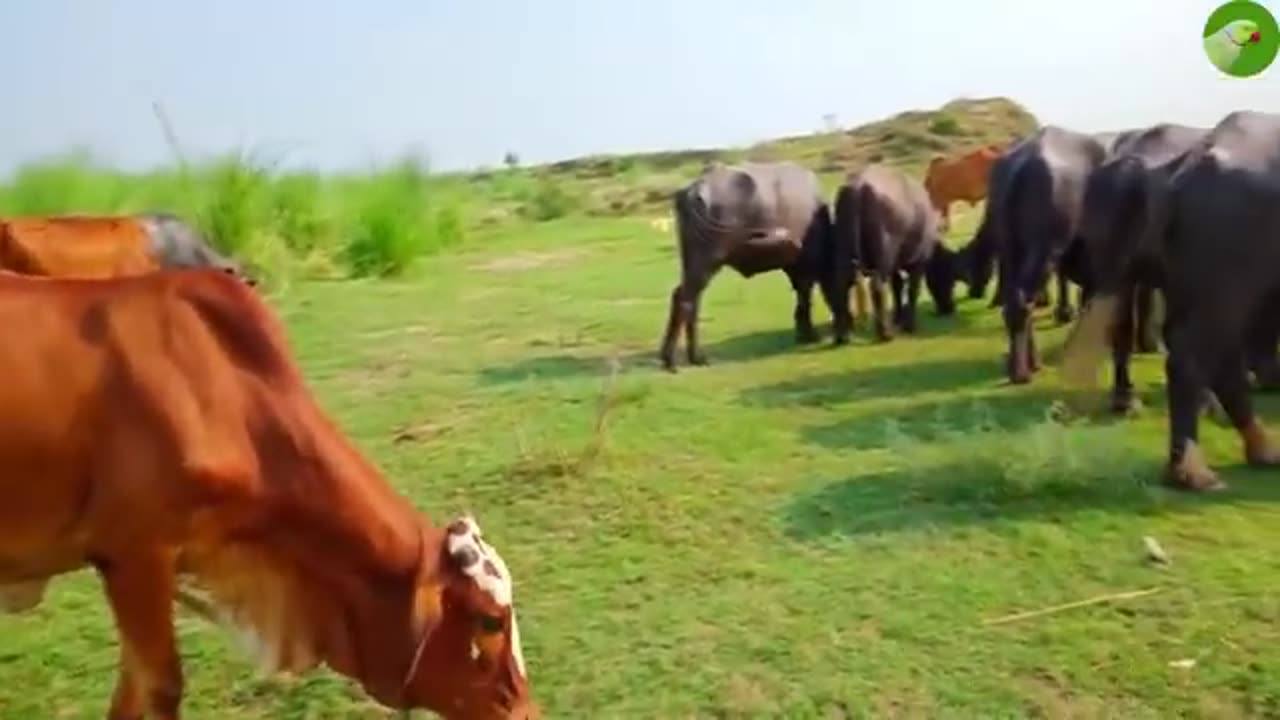 REAL COW VIDEOS ! REAL COW SOUNDS ! COW COW COW !!!!