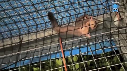 Baby flying-foxes, first few days in care Oxley and Zizou