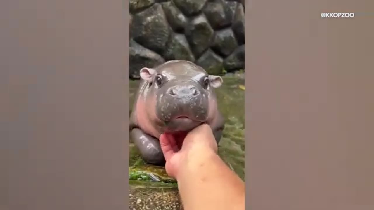 Friday Favorites: Moo Deng the baby pygmy hippo