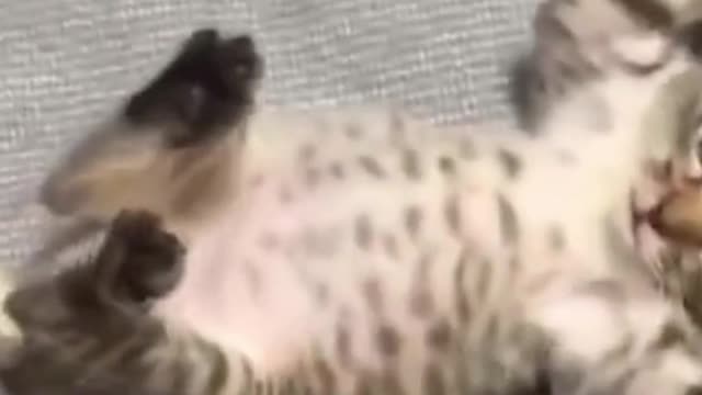 #funnycats #cutecats kitten playing with hand
