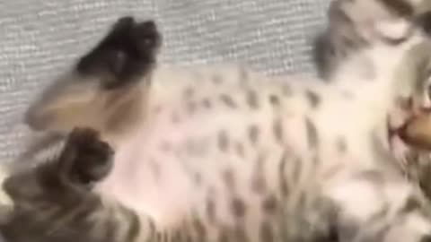 #funnycats #cutecats kitten playing with hand