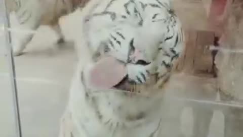 Funny Animal Videos