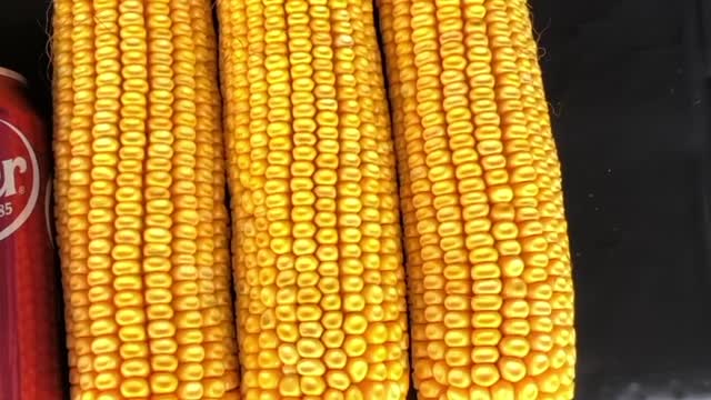 MycoMaxx Corn Season Part 10