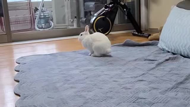 The cute rabbit is looking at me