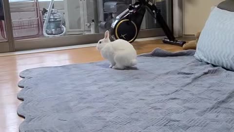 The cute rabbit is looking at me