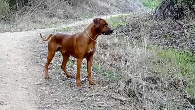 RABBITS! The Magic Word to Make a Rhodesian Ridgeback Run.