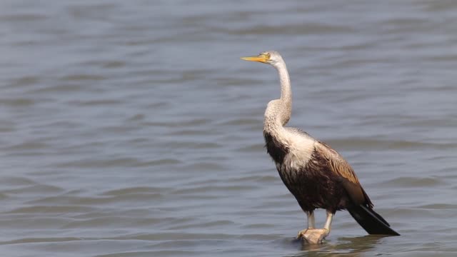 bird in the middle of the water