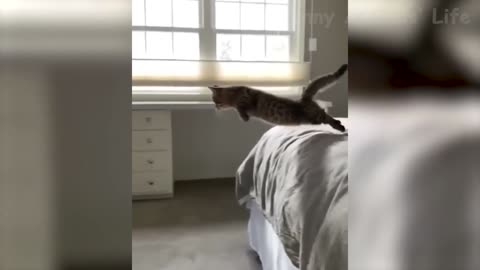 A cute kitty jumps from the bed...