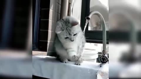 What fun does the cat have with water